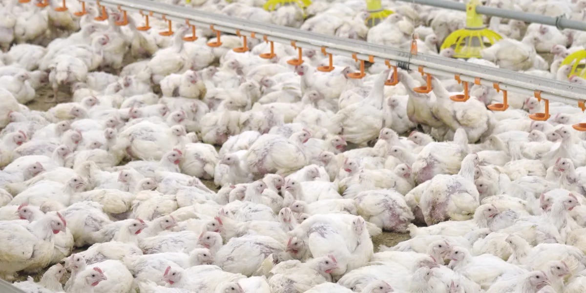 (っ˘ڡ˘ς) Nº356 A Brand Without Good Taste Is Good Effort Put To Waste 👨🏼‍🍳🗑️